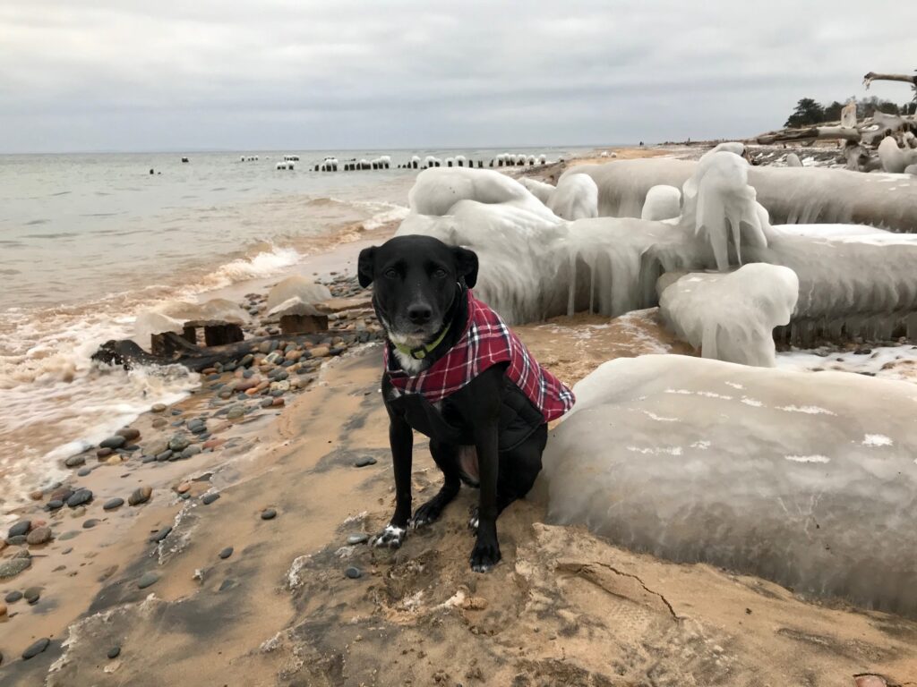 A black dog sitting on a beach in front of ice-covered logs.